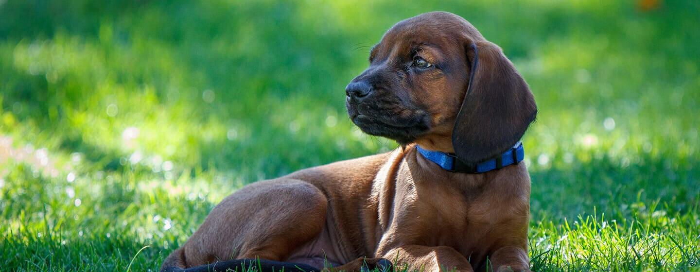 Roundworms in dogs treatment over the counter top